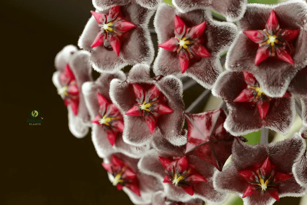 Trailing Hoya Pubicalyx in a Hanging Planter