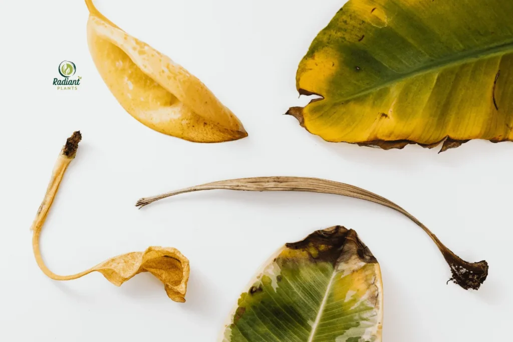 A detailed look at brown spots forming on plant leaves, helping gardeners recognize early signs of plant stress and diseases.