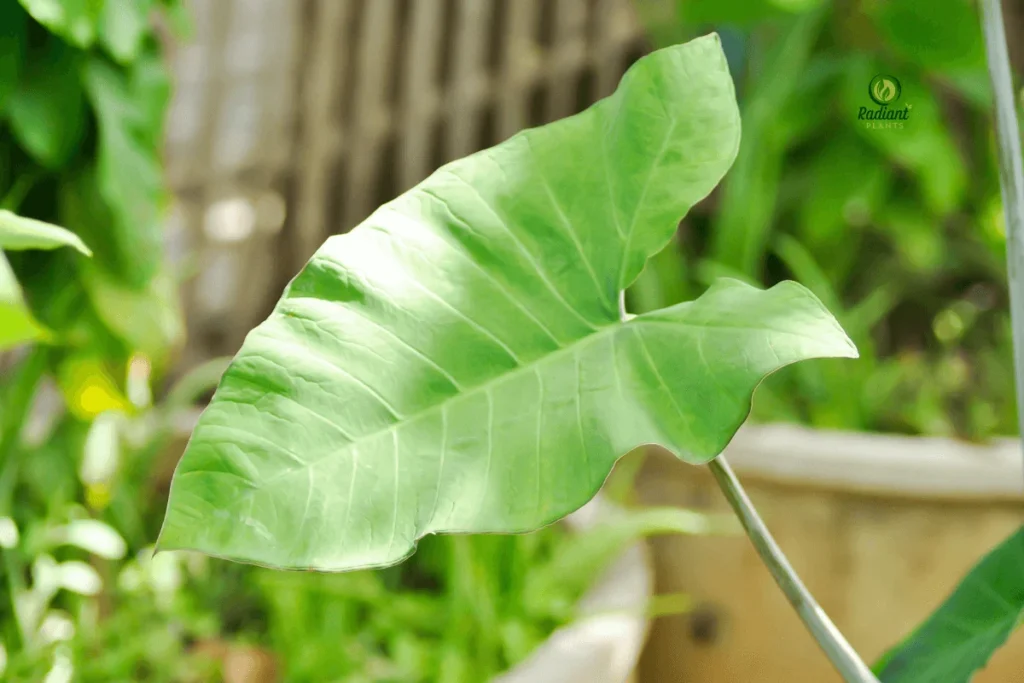Xanthosoma Lime Zinger
