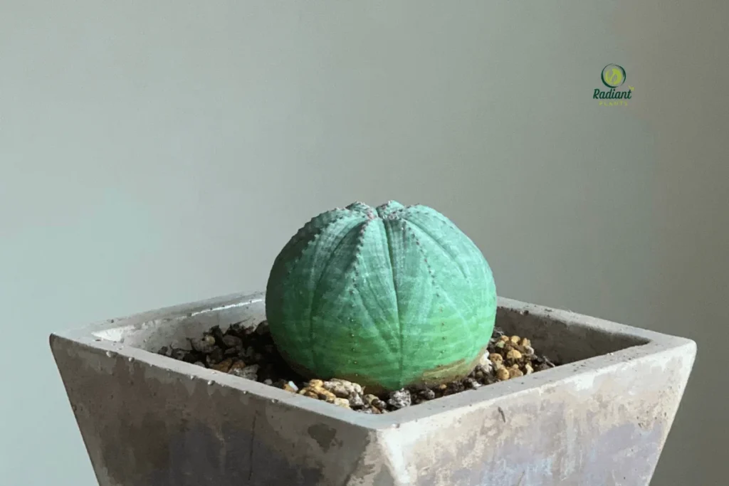 Euphorbia obesa Succulent Plant