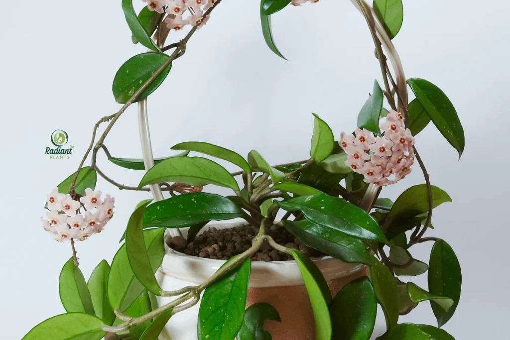 Hoya Plant in a Hanging Basket