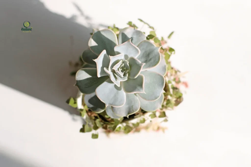 Echeveria Elegance: Nature's Rosette