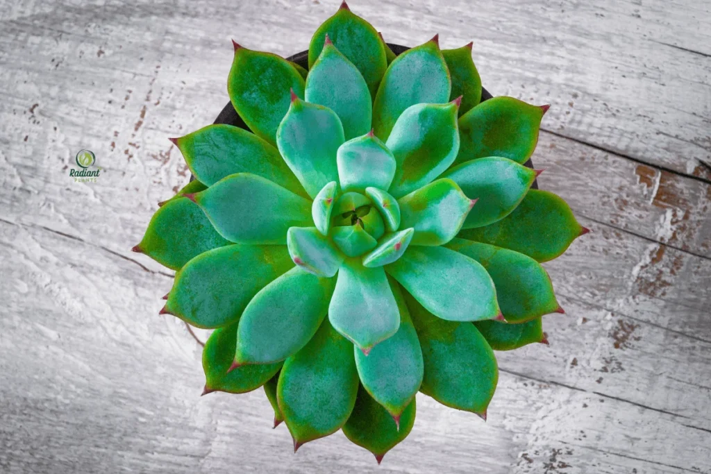 Elegance in the Extreme: Plants of the Desert