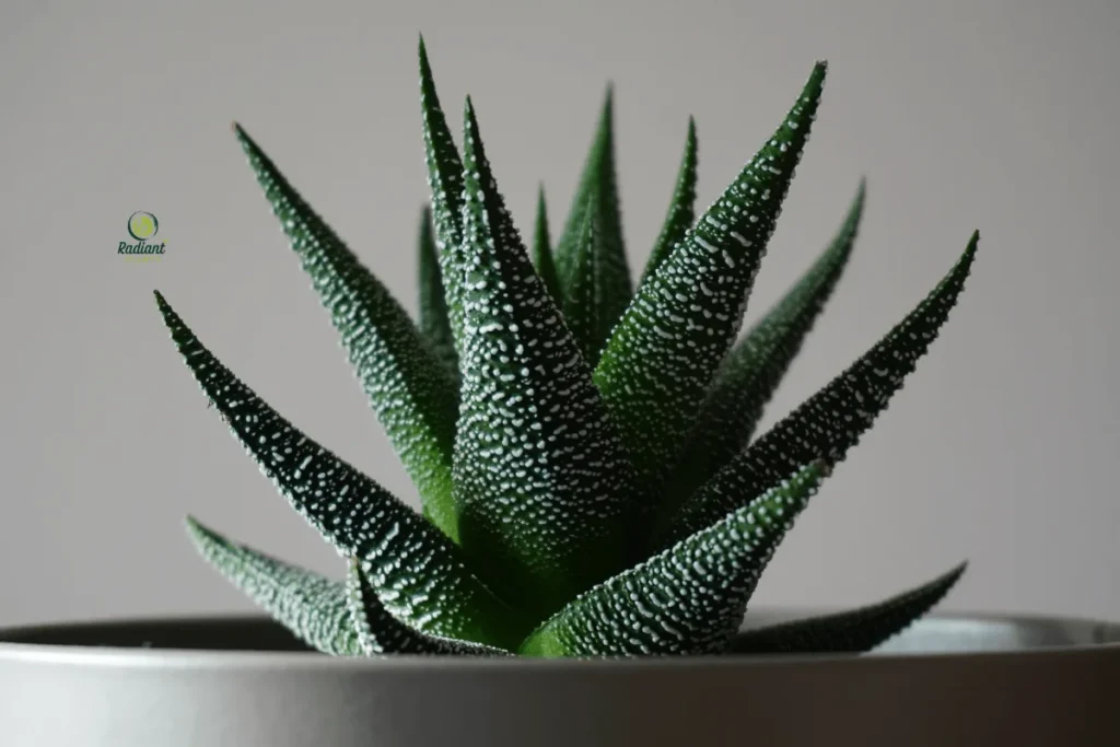 Sun-Kissed & Strong: Desert Plants Up Close