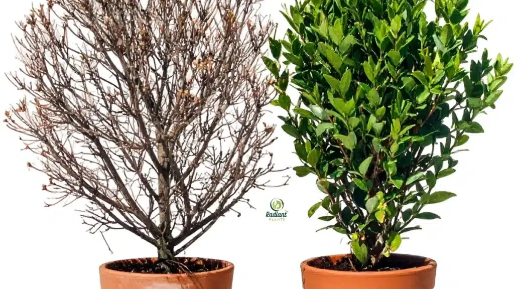 comparison healthy plant and plant shock symptoms
