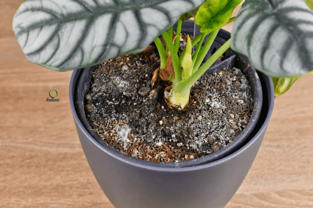 Mold Growth on Overwatered Plant Soil
