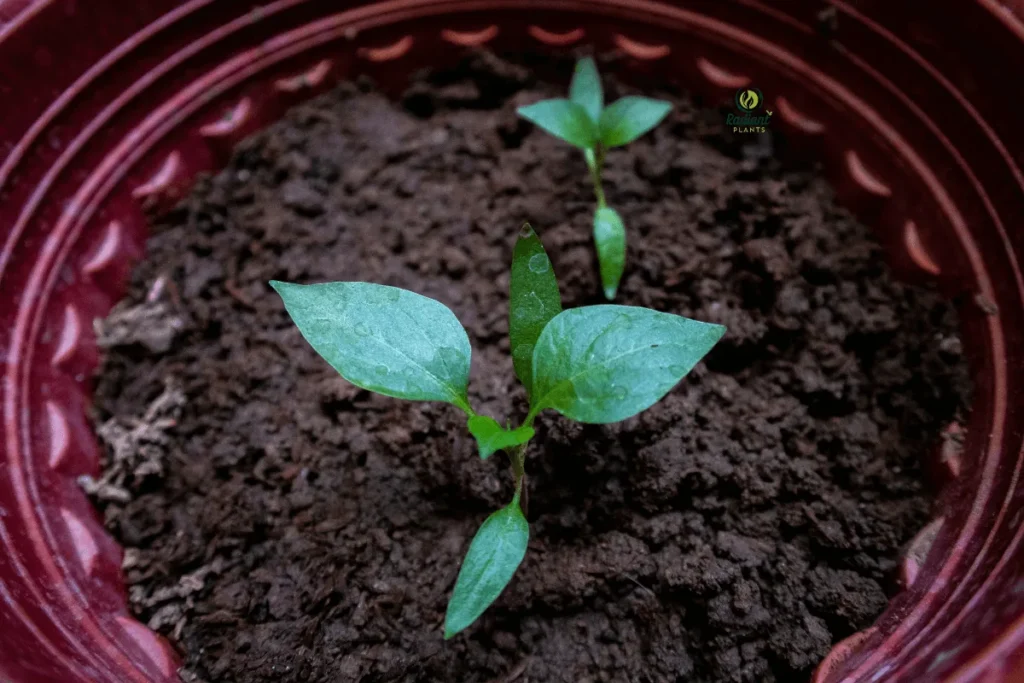 Drooping Houseplant with Wet Soil Warning Signs