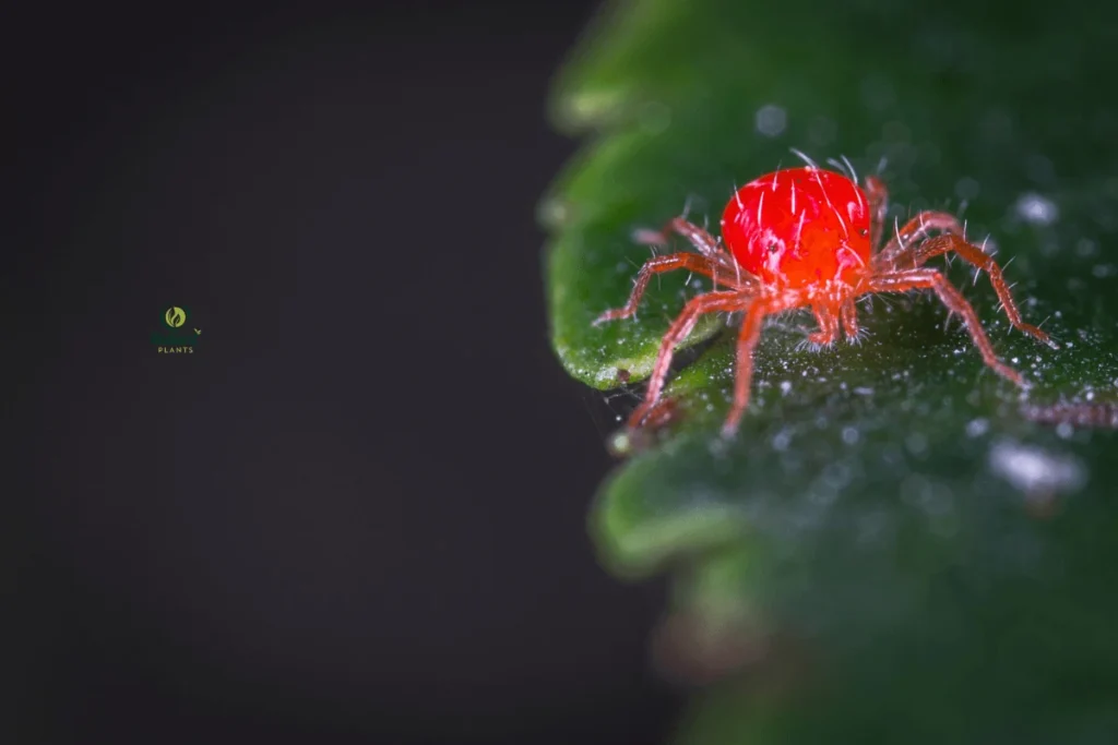 Spider mites on plants causing leaf stippling and web damage