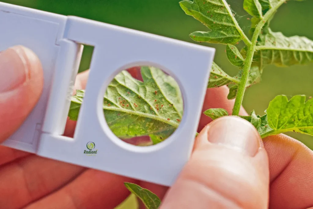 Spider mites on plant leaves with fine webbing damage