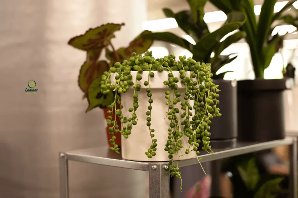 The Art of Survival: Desert Plants in Focus