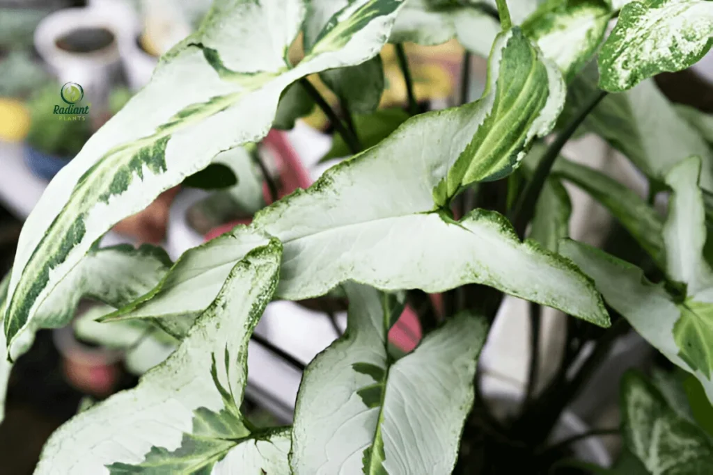 Syngonium Three Kings