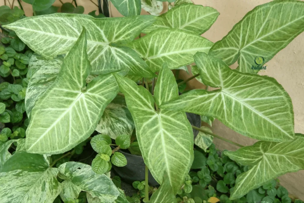 Caring for Your Arrowhead Plant: A Visual Guide
