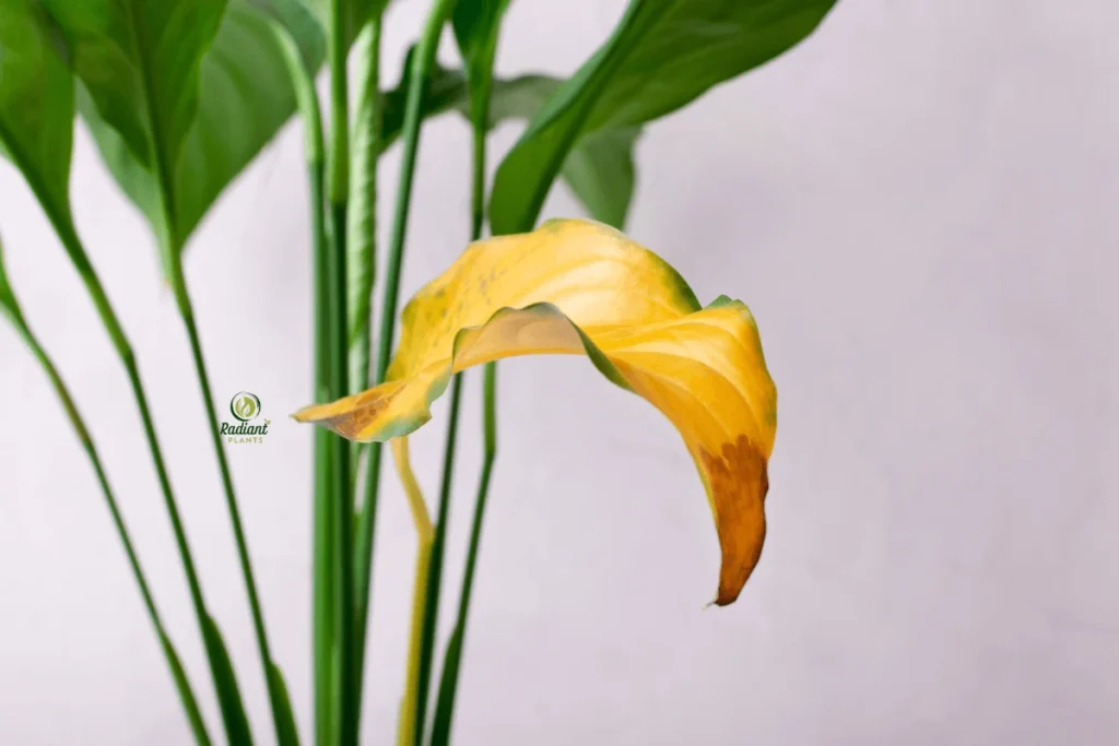 Yellow leaves on plants: 7 warning signs to watch for Yellow leaves on plants: 7 warning signs to watch for