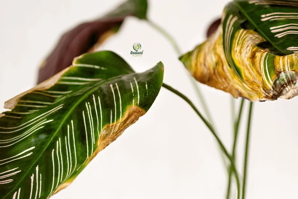 Yellow Alert: Understanding Plant Distress Signals