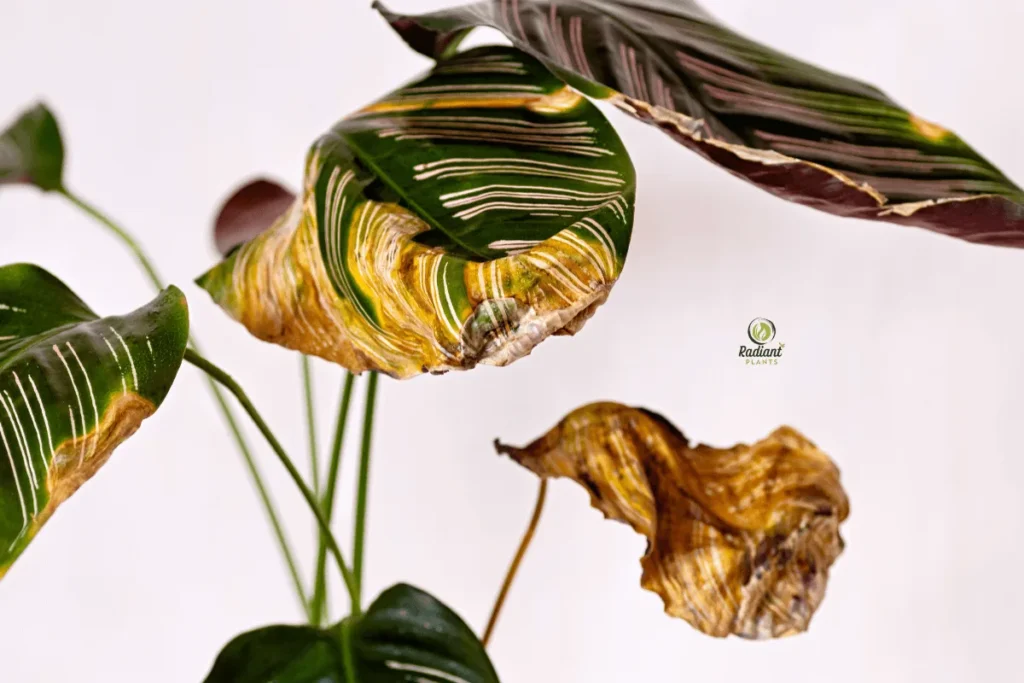 The Language of Leaves: What Yellow Foliage Reveals
