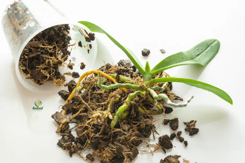 Troubleshooting Yellow Leaves: A Visual Guide to Plant Recovery