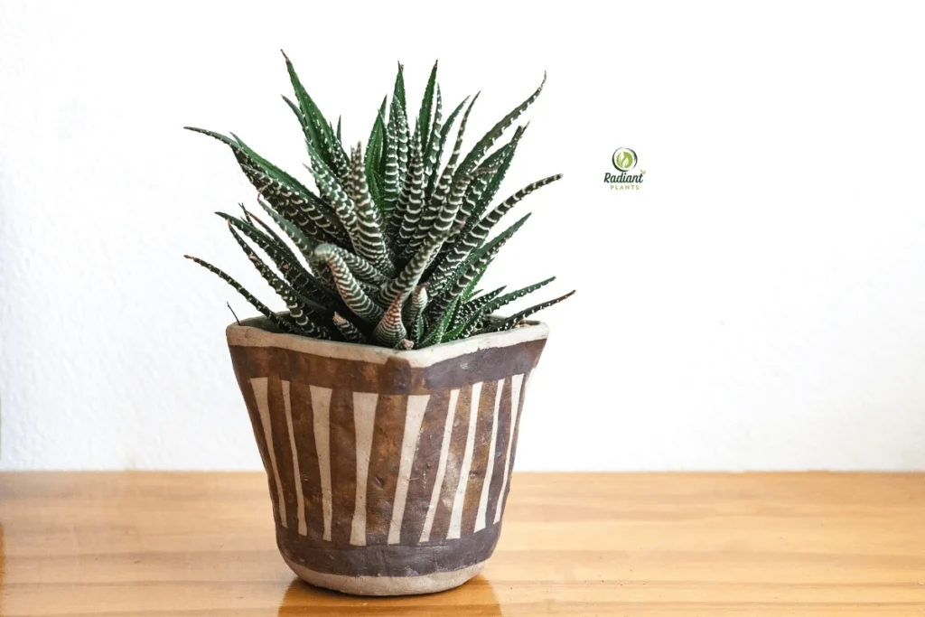 Survivors of the Sand: Stunning Desert Plants
