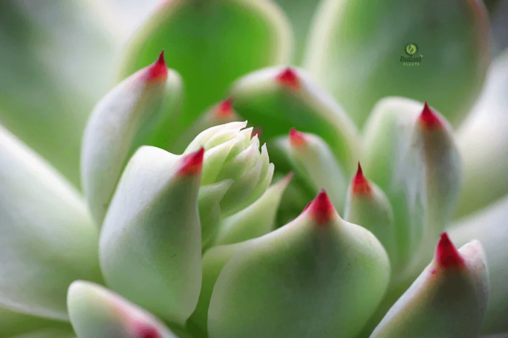 Rosette Radiance: Echeveria in Focus