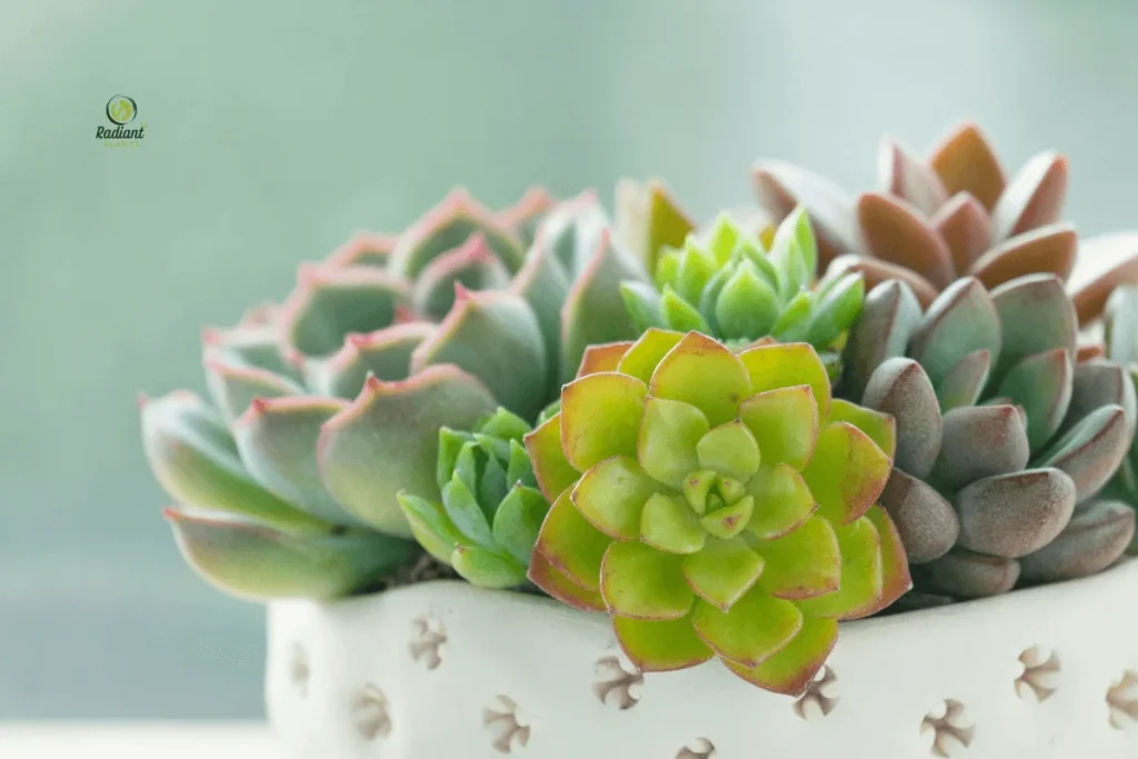 Succulent Simplicity: Echeveria Close-Up