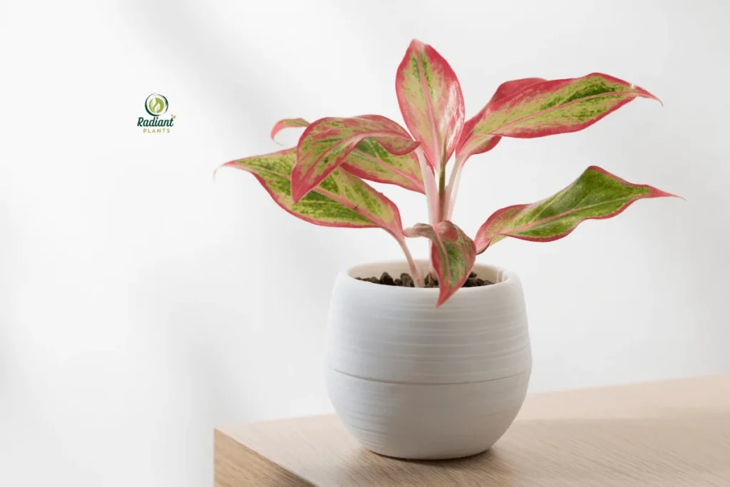 Easy-care shelf plants that thrive indoors displayed on wooden floating shelves in bright room