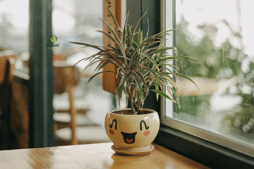 Beautiful shelf plants that thrive indoors arranged on wooden bookshelf near window