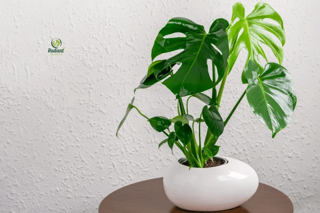 Low-light shelf plants that thrive indoors featuring peace lily and monstera on bookshelf