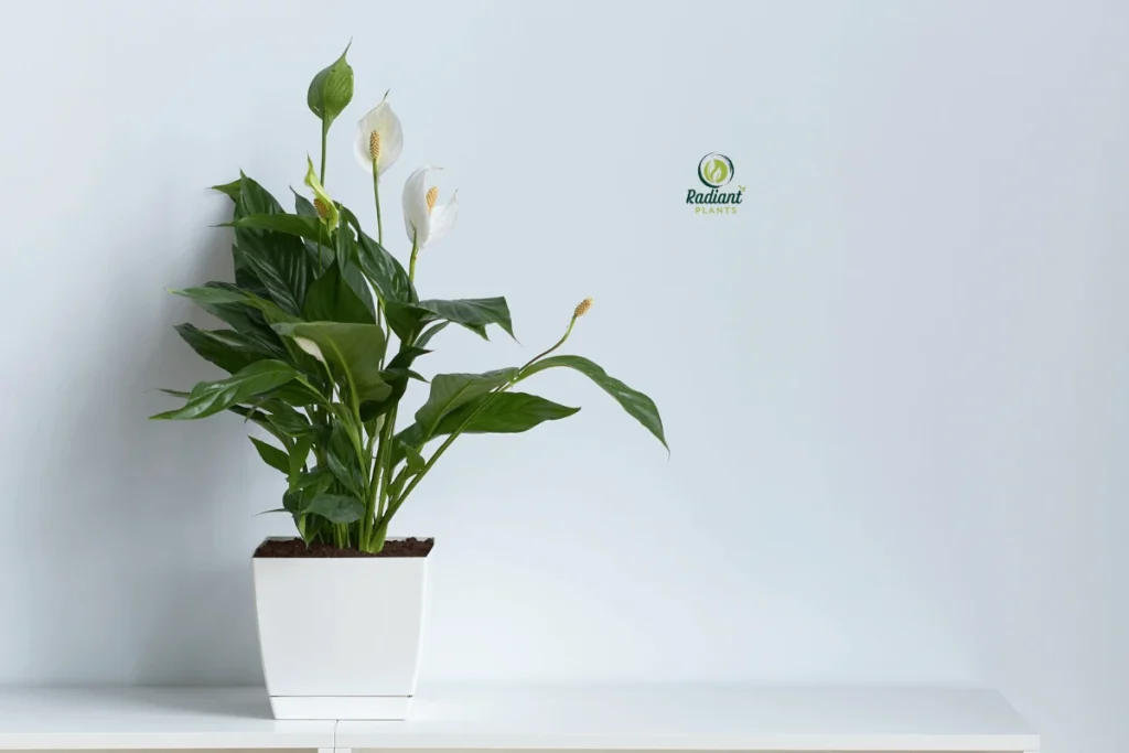 Beginner-friendly shelf plants that thrive indoors arranged with proper drainage on shelf unit