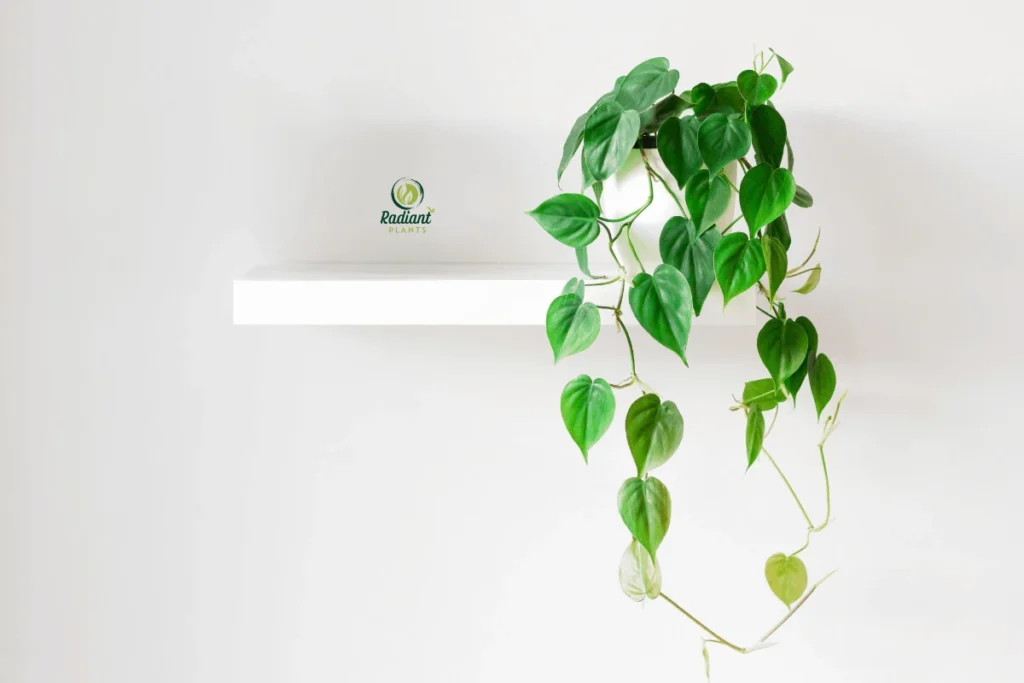 Collection of healthy shelf plants that thrive indoors arranged in decorative pots near window