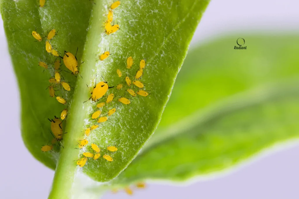 Complete Plant Pest Identification Guide with Common Indoor Bug Examples