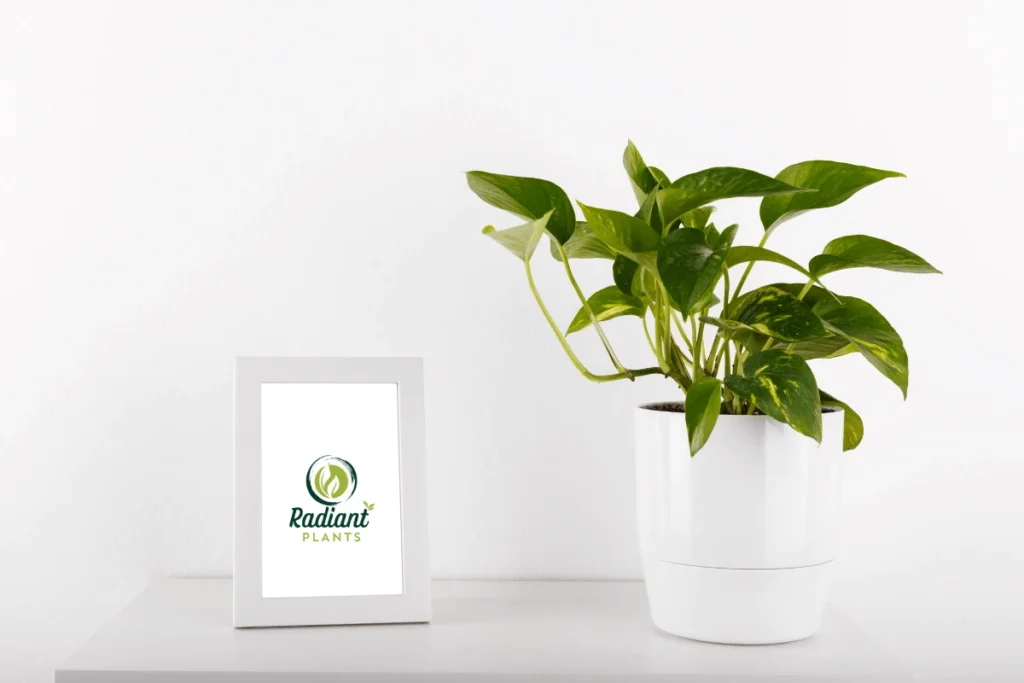 Lush shelf plants that thrive indoors including pothos and snake plants on modern white shelves
