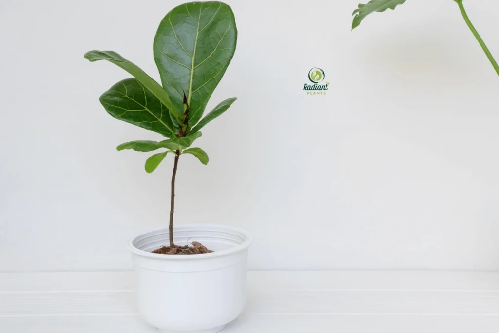 Thriving indoor shelf plants including trailing pothos and upright dracaena on home shelving