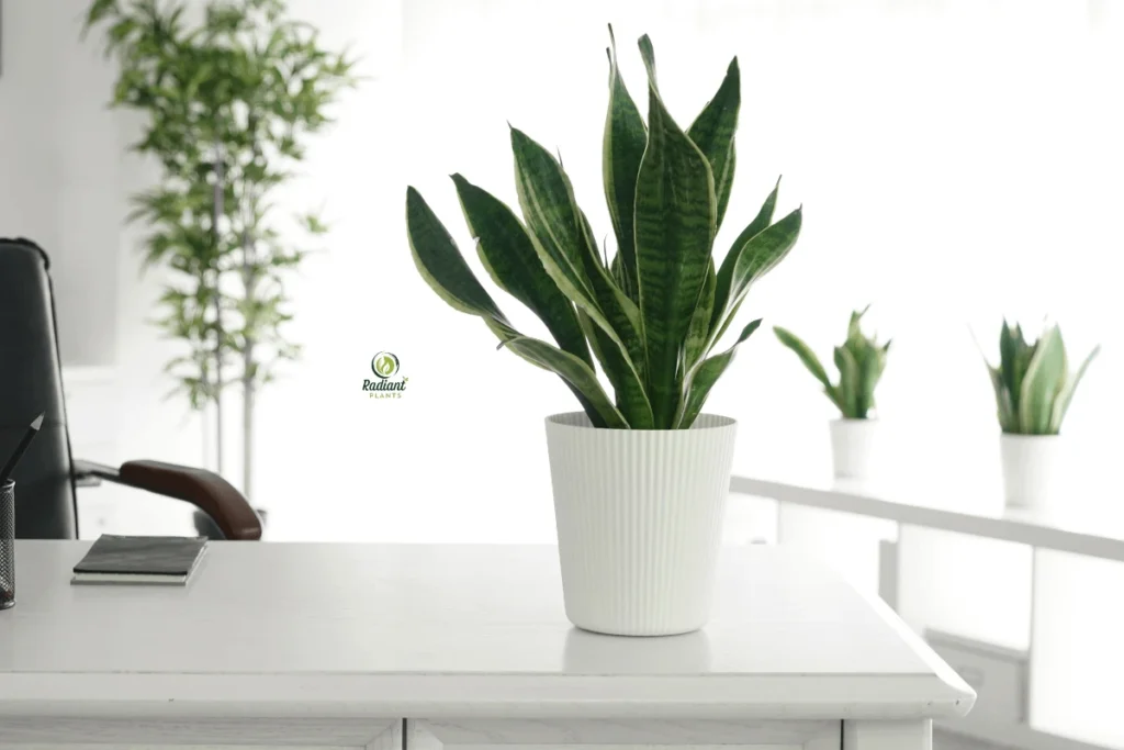 Collection of healthy shelf plants that thrive indoors including pothos and snake plants
