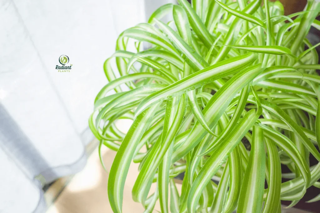 Low-maintenance shelf plants that thrive indoors in decorative pots on modern shelving