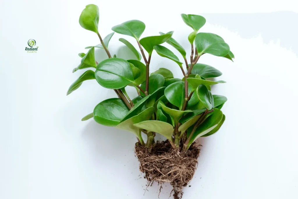 Houseplant with yellowing leaves showing nutrient deficiency in plants symptoms