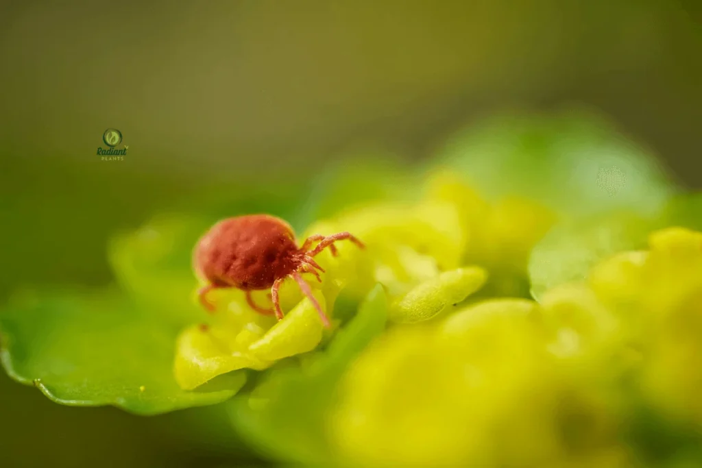 Houseplant Bug Identification Reference with Pest Damage Signs