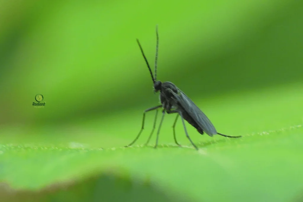 Plant Pest Identification Chart for Spider Mites, Aphids, and Fungus Gnats