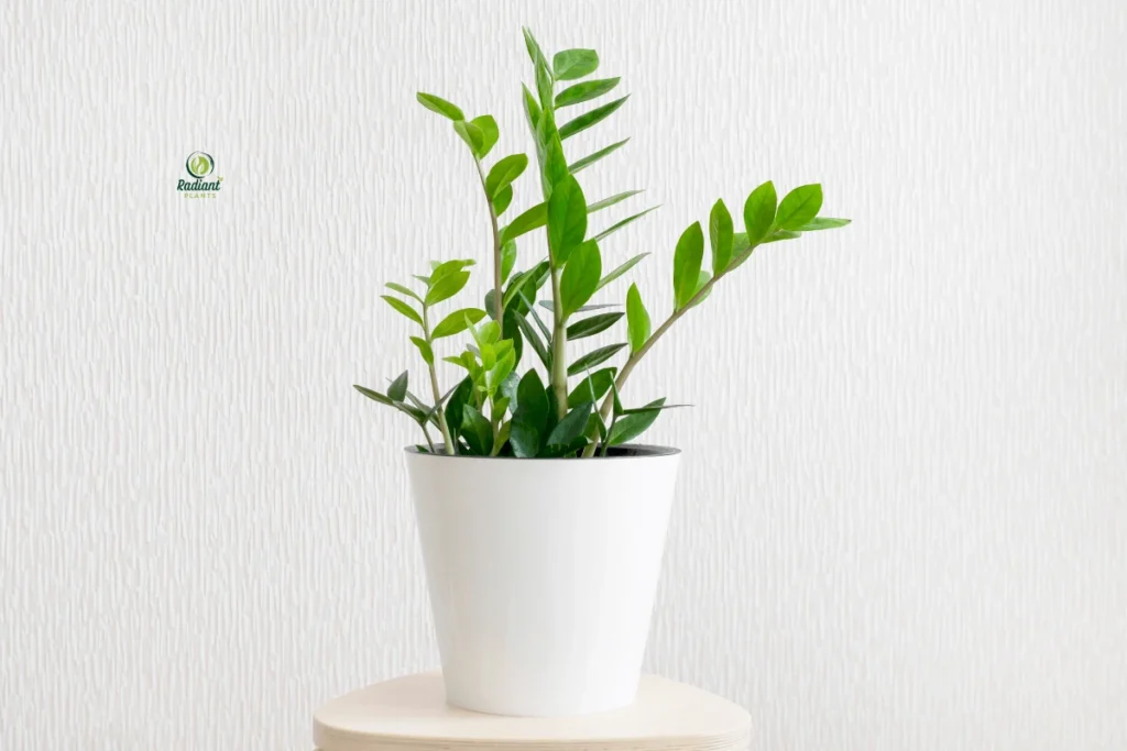Thriving indoor shelf plants including ZZ plant and philodendron on home shelves