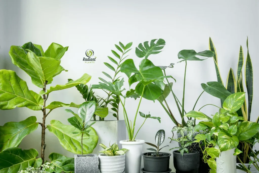 Collection of 15 labeled common indoor plants on wooden table background