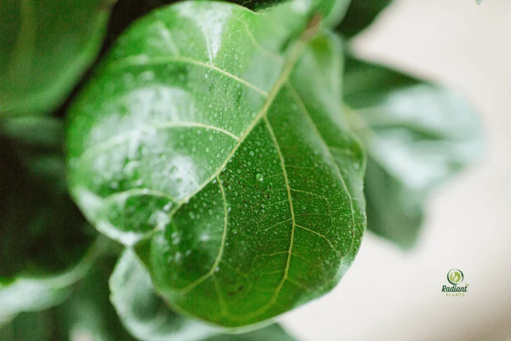 Watering routine for [Indoor Tree Plants] using the soil-check method