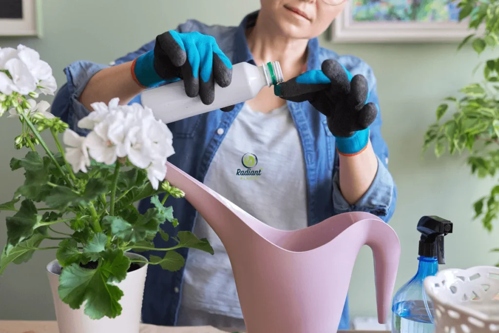 Applying diluted fertilizer to indoor plant soil with watering can