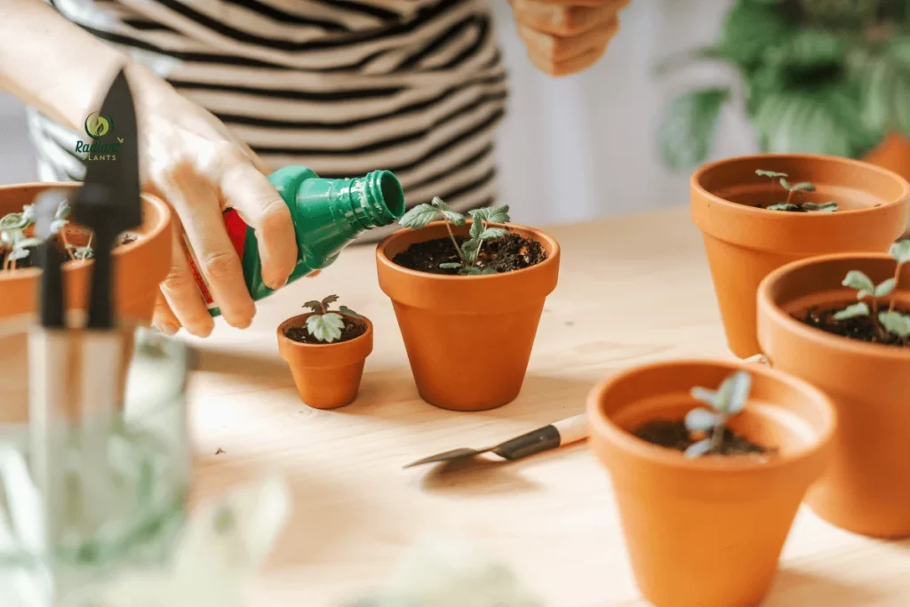 Step-by-step guide for how to apply indoor plant fertilizer in different forms