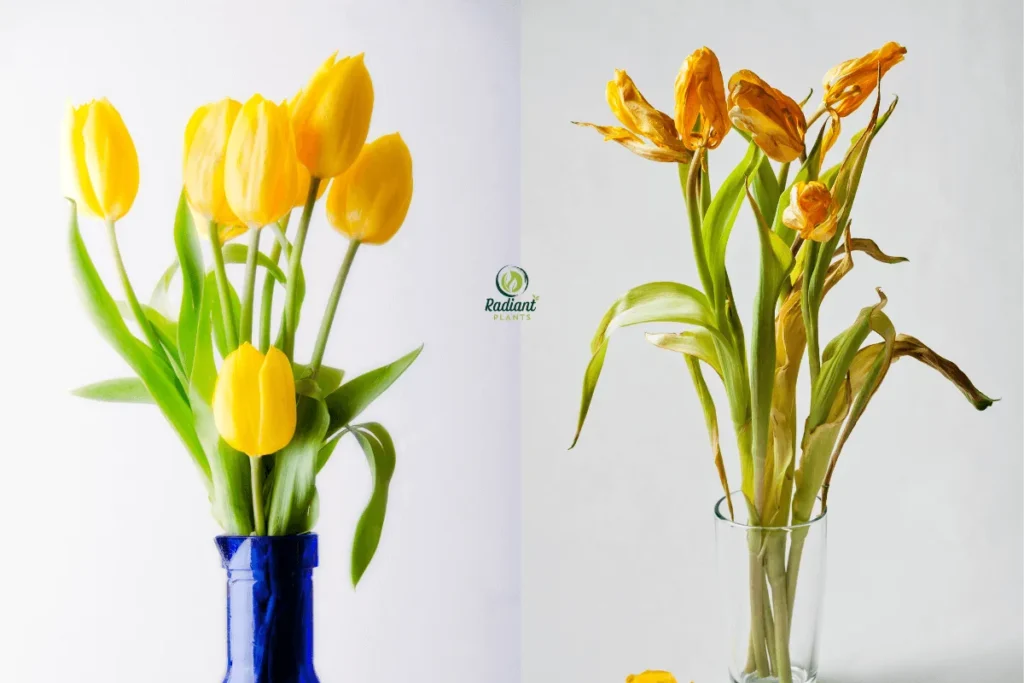 Signs of overwatering in common indoor plants including yellow leaves and poor drainage
