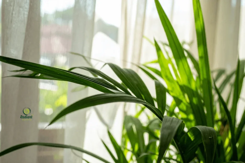 Indoor palm plants have been cherished for centuries due to their graceful appearance, tropical charm, and ability to thrive indoors.