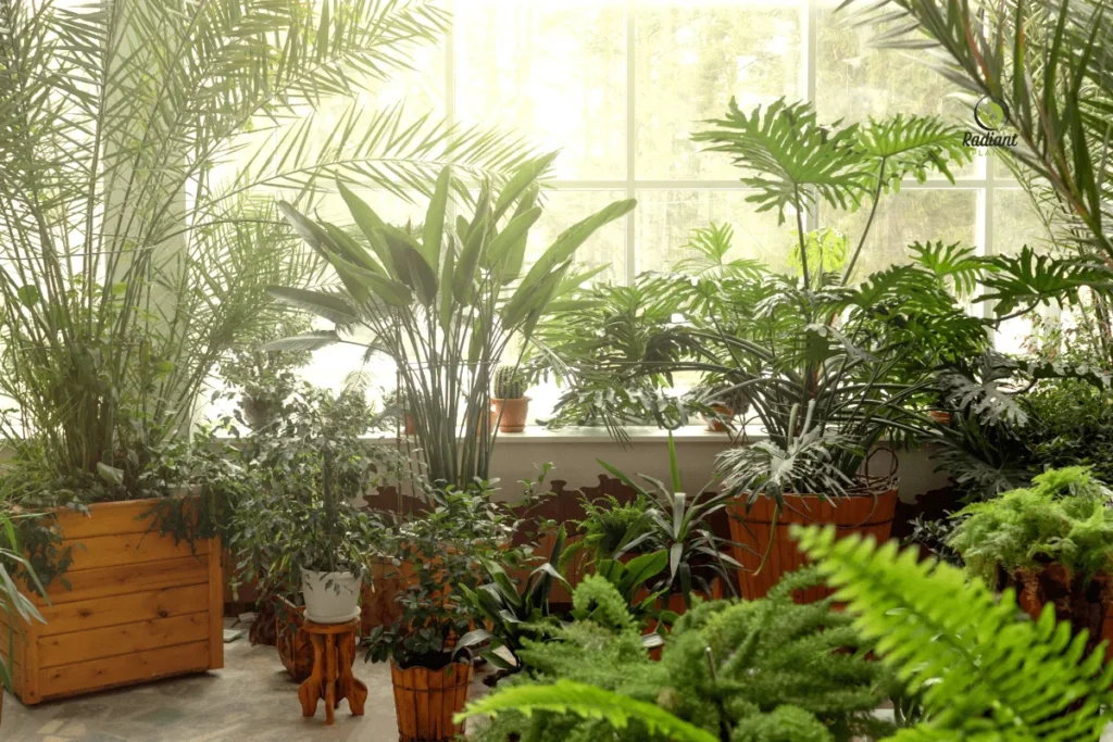 Low-maintenance [Indoor Tree Plants] like Rubber Plant in bright modern living room