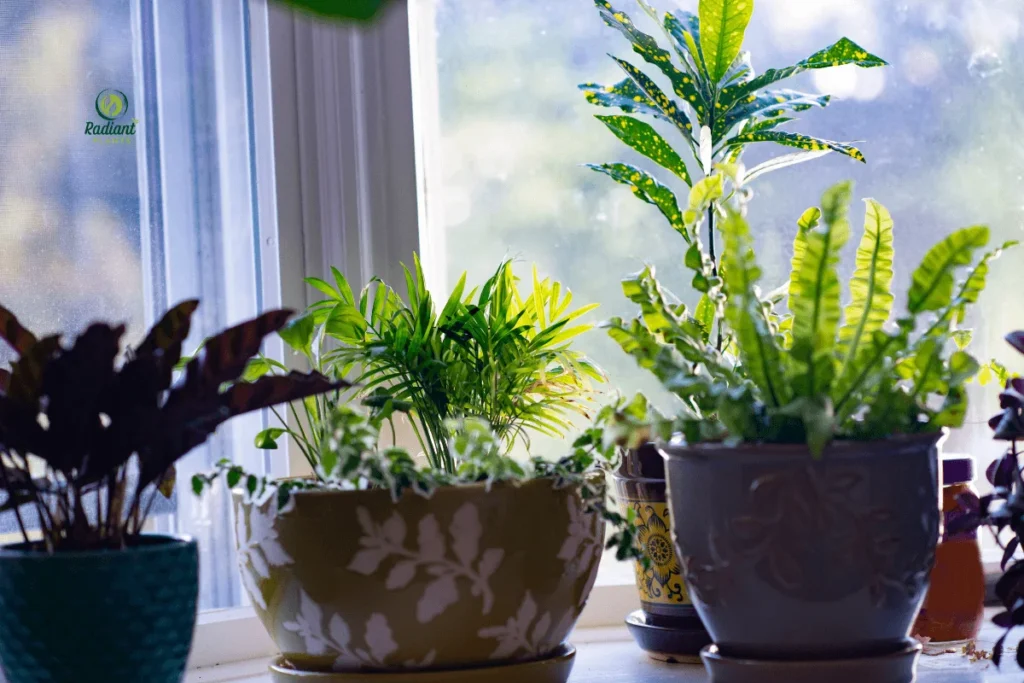 Collection of thriving little plants indoor on sunny windowsill with proper care setup
