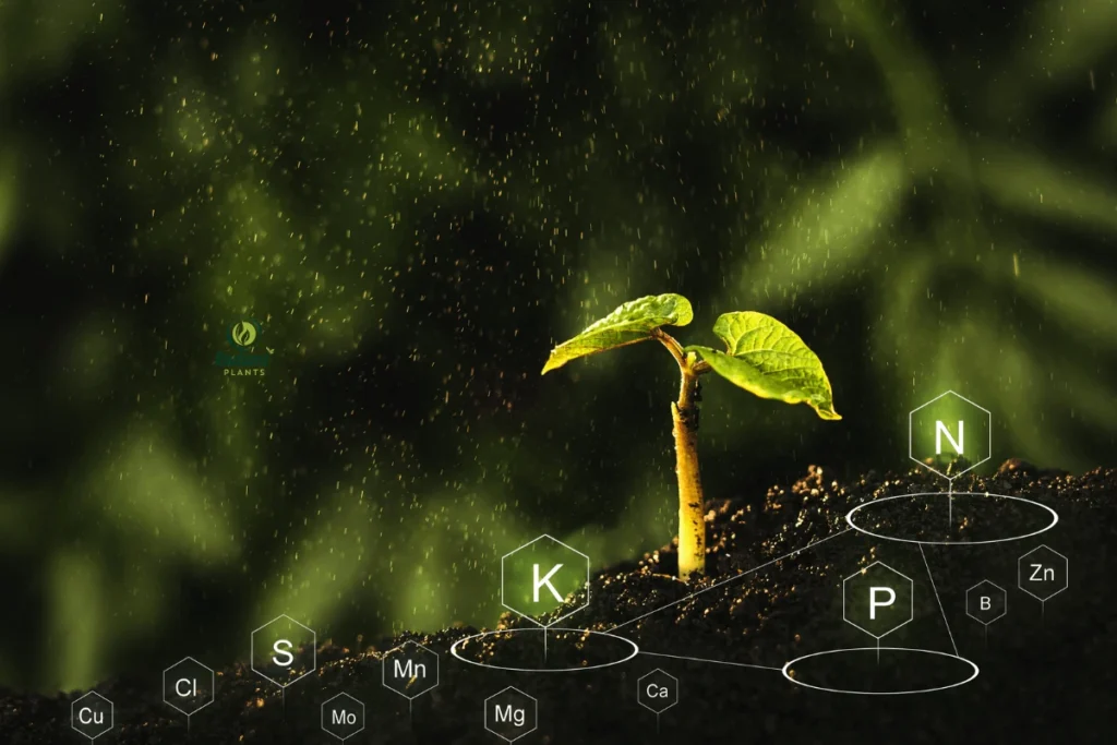 Diagram showing nitrogen, phosphorus, and potassium functions in indoor plant growth. best fertilizer for indoor plants
