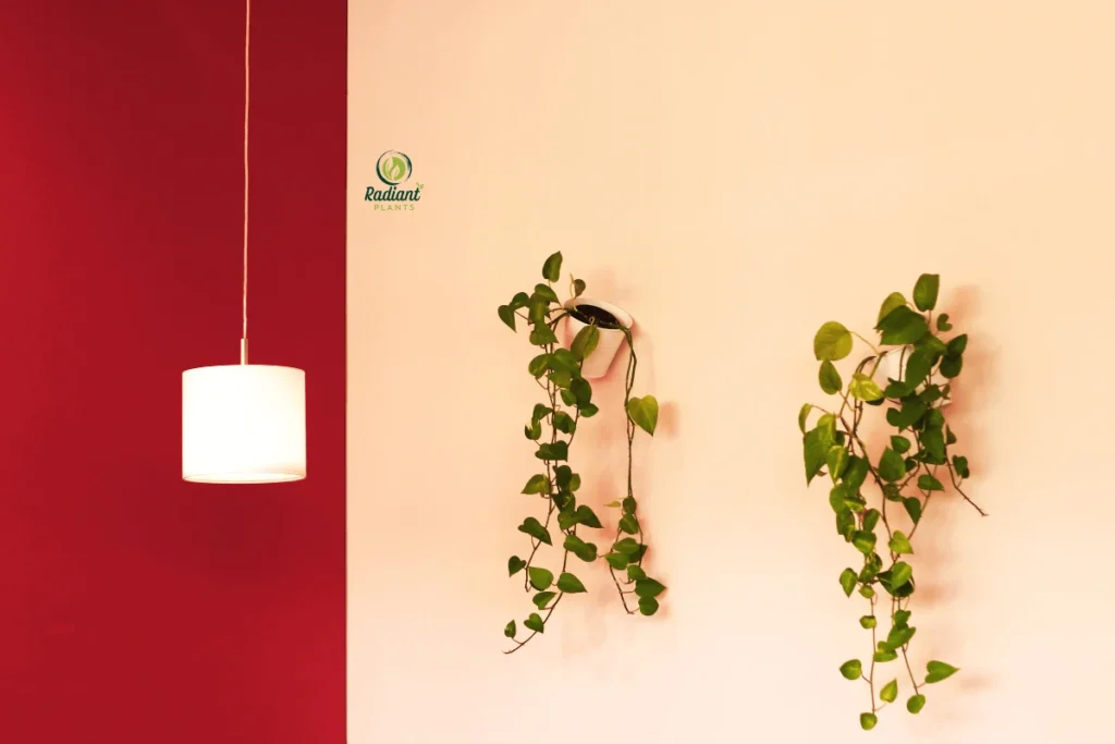 Space-saving use of indoor hanging plants above furniture in a small home