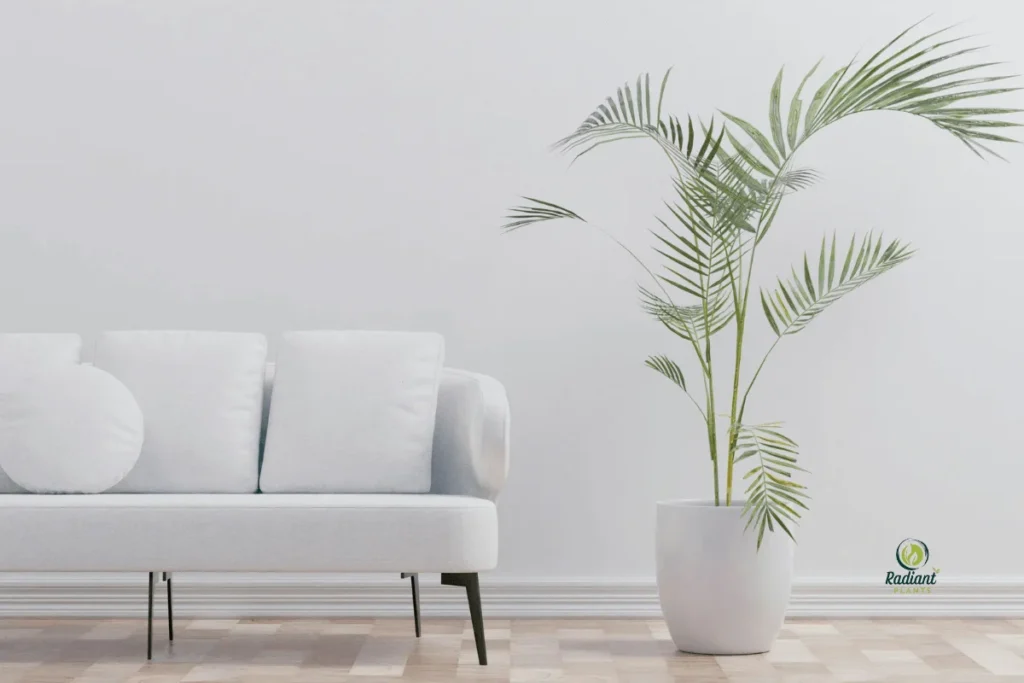 Stylish planter ideas for [Indoor Tree Plants] including baskets, ceramics, and mid-century stands