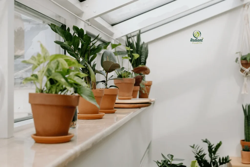 Top 10 best low light indoor plants with names and icons showing light needs.