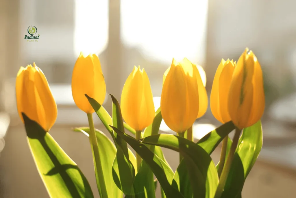 Diagram showing how deep to plant yellow tulip bulbs in soil
